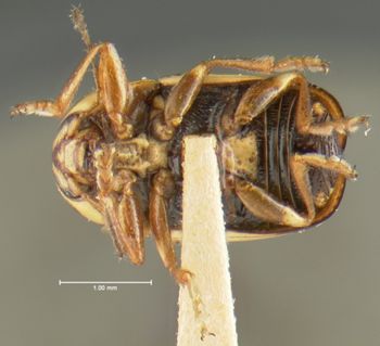 Media type: image;   Entomology 24996 Aspect: habitus ventral view